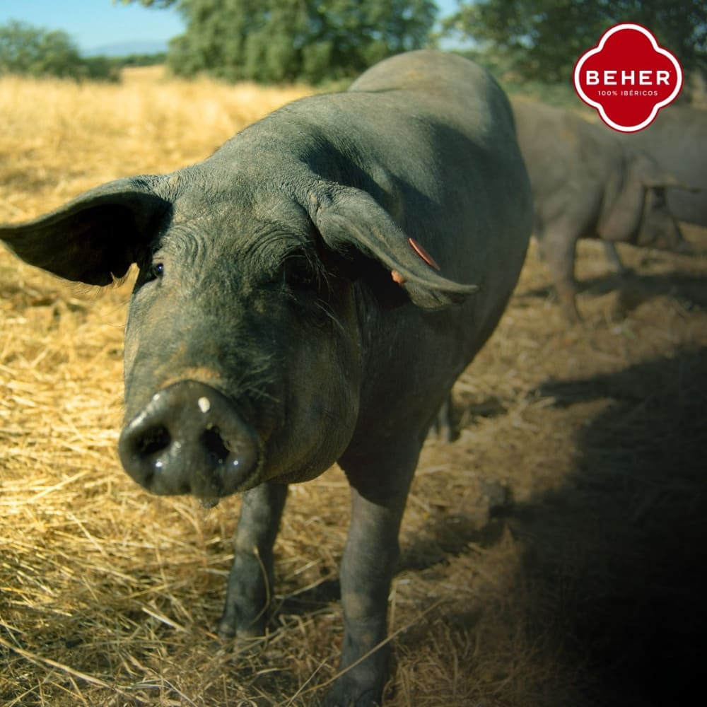 Guijuelo: El rincón donde el jamón ibérico toca el cielo